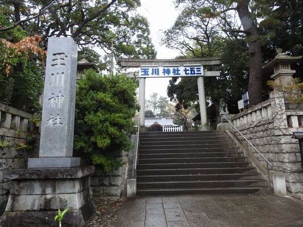 玉川神社　沢山の狛犬とクスノキ_c0361995_21121022.jpg