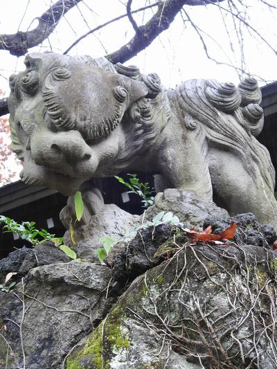 玉川神社　沢山の狛犬とクスノキ_c0361995_21231396.jpg