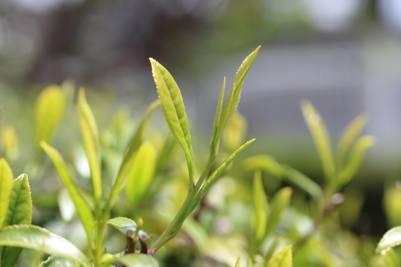 茶LON (83)_b0220318_11574144.jpg