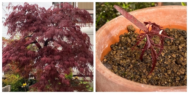 紅枝垂れモミジも発芽 節約ミニ盆栽記 紅枝垂れモミジも発芽 節約ミニ盆栽記