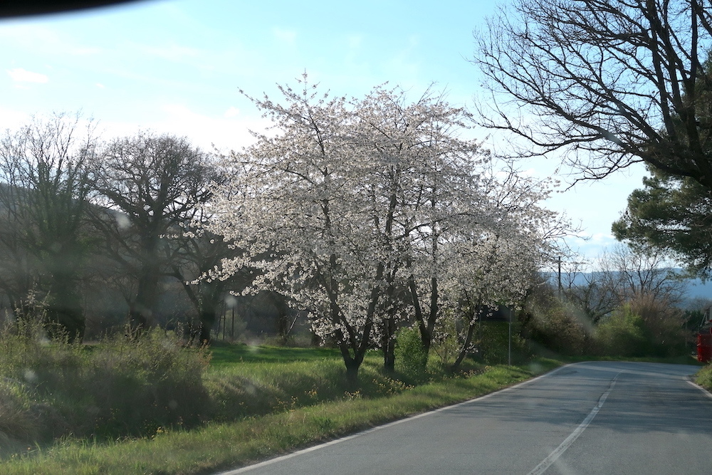 桜・夕日やさしく彩る古城への道_f0234936_22481356.jpg