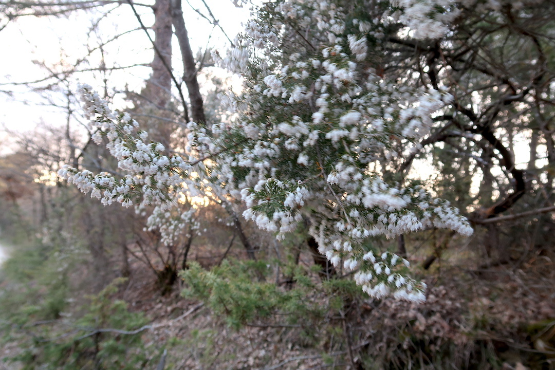 桜・夕日やさしく彩る古城への道_f0234936_23125785.jpg
