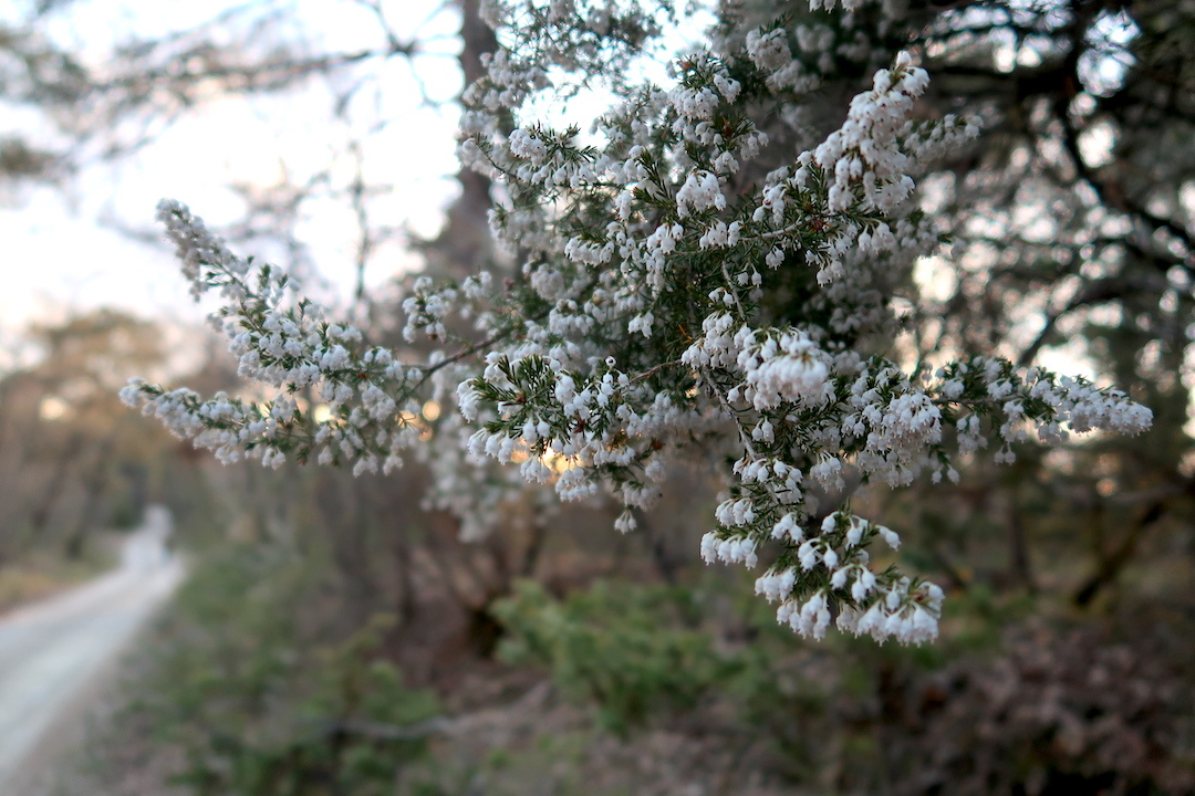 桜・夕日やさしく彩る古城への道_f0234936_23143519.jpg