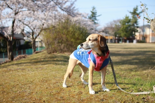 マメくんと桜ツーショット_b0031538_18200475.jpg