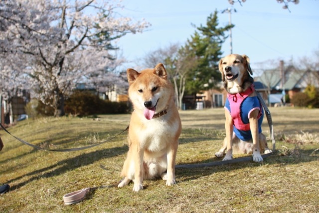 マメくんと桜ツーショット_b0031538_18271917.jpg