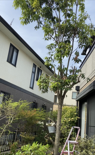 右肩がッ‼️ /優しい黄色に_b0346442_07513606.jpeg