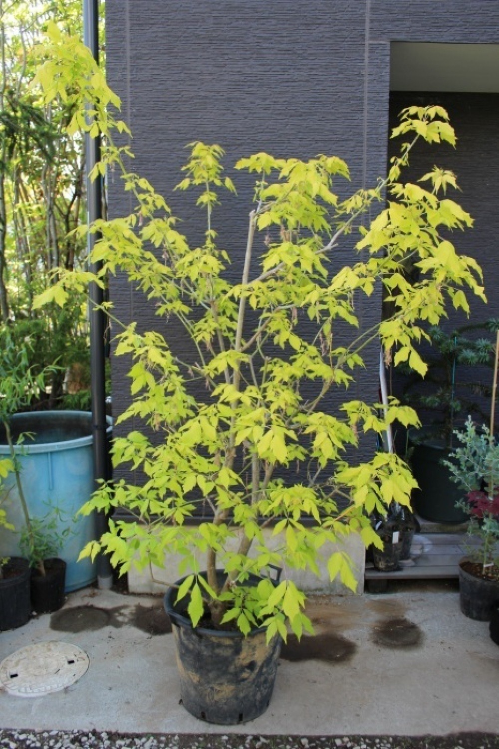 ネグンドカエデ ケリーズゴールド Kelly S Gold 美樹形 販売 値段 価格 画像 写真 庭木 安行 植木 シンボルツリー 田中園 Shop Tanakaen Jp Web Magazine ネグンドカエデ ケリーズゴールド Kelly S Gold 美樹形 販売 値段 価格 画像 写真 庭木 安行 植木 シンボルツリー 田中園 Shop Tanakaen Jp Web Magazine