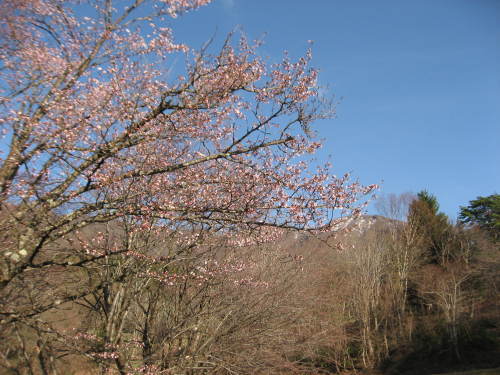 開花情報_b0365347_21303899.jpg