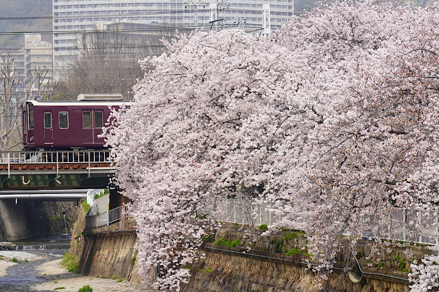 桜と阪急 神戸線編 鉄男の部屋