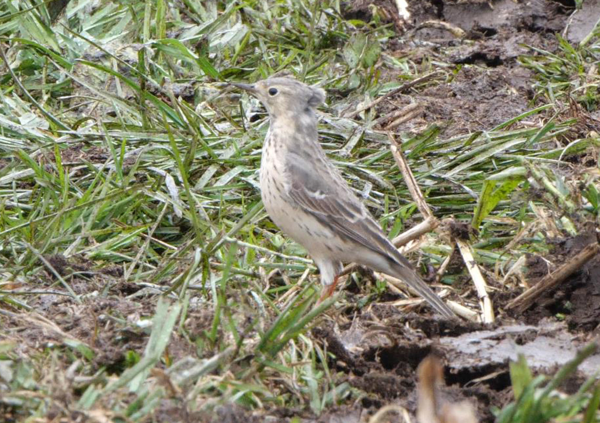 このこなんのこ気になる子？Blyth\'s Pipit コマミジロタヒバリだろか？_e0039759_15090349.jpg