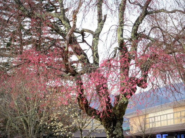 軽井沢の桜・2021 ＊ プリンスホテル・ウエストのリニューアル ＆ 周辺のしだれ桜♪_f0236260_19180238.jpg