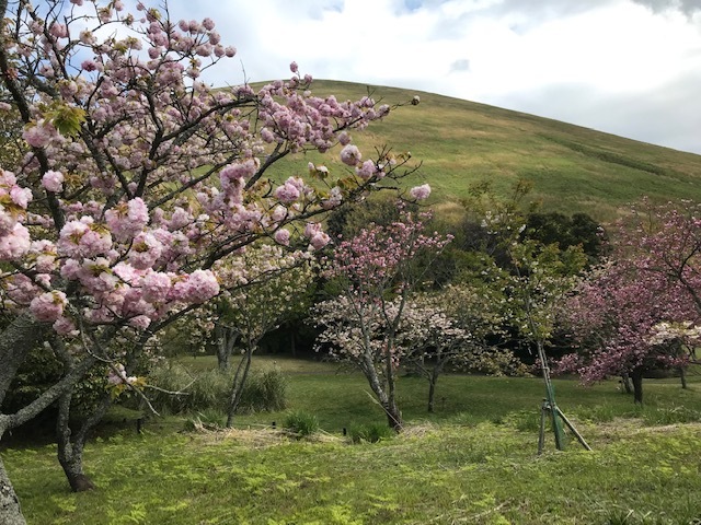 満開の大室山の八重桜と小室山のツツジに遭遇4・12～13_c0014967_20532183.jpg
