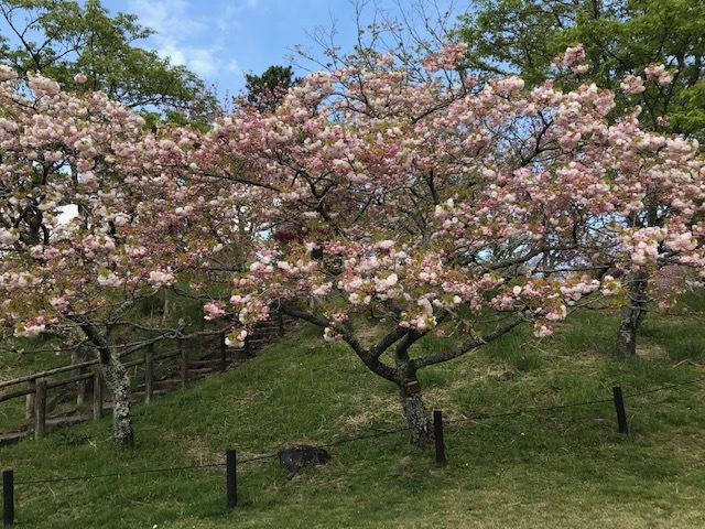 満開の大室山の八重桜と小室山のツツジに遭遇4・12～13_c0014967_20550296.jpg