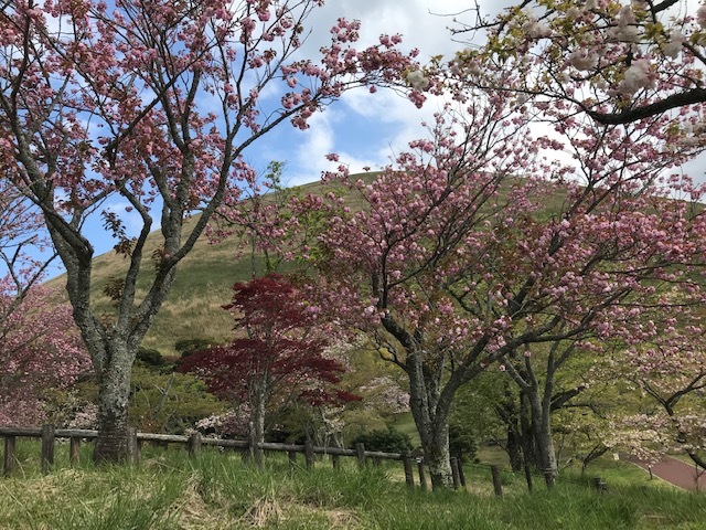 満開の大室山の八重桜と小室山のツツジに遭遇4・12～13_c0014967_20551628.jpg