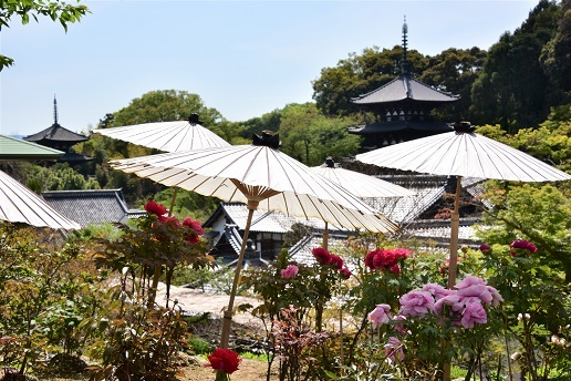 牡丹のお寺と二上山の八重桜 当麻寺奥院 二上山 峰さんの山あるき