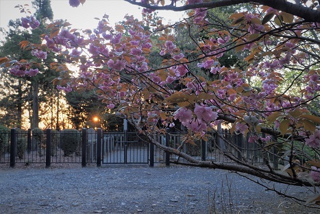 牡丹のお寺と二上山の八重桜　　当麻寺奥院・二上山_c0303868_13323244.jpg