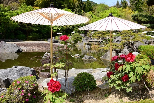 牡丹のお寺と二上山の八重桜　　当麻寺奥院・二上山_c0303868_13353676.jpg