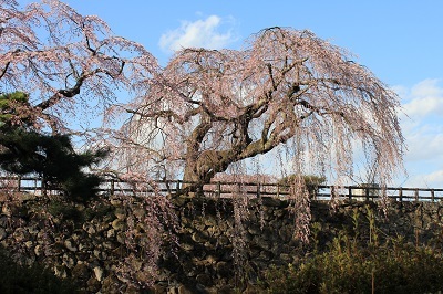 弘前公園_2021.04.15撮影_d0131668_19342421.jpg