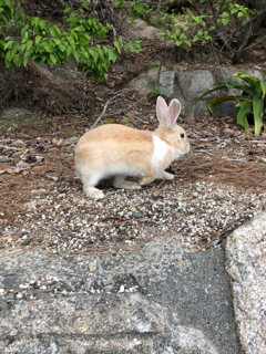 うさぎの島へ_f0363168_20581593.png