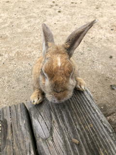 うさぎの島へ_f0363168_20582706.png