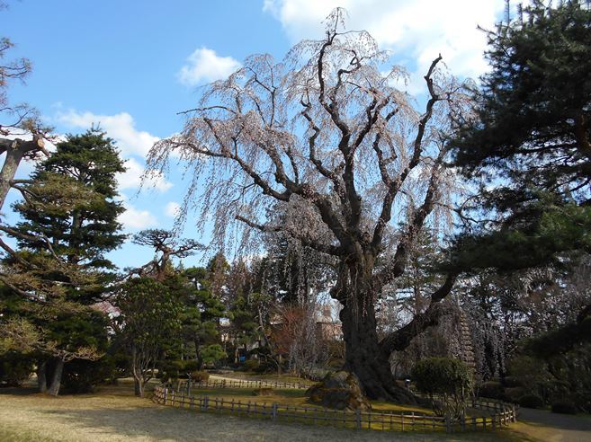 桜パトロール＠藤田記念庭園2021/4/15_c0198781_18244711.jpg