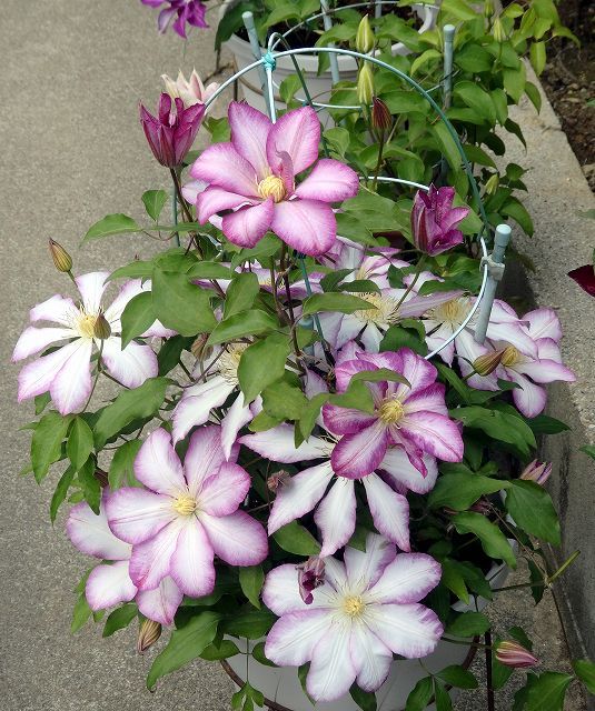 毎日いくつか咲いて来ます 花のある生活 クレマチス