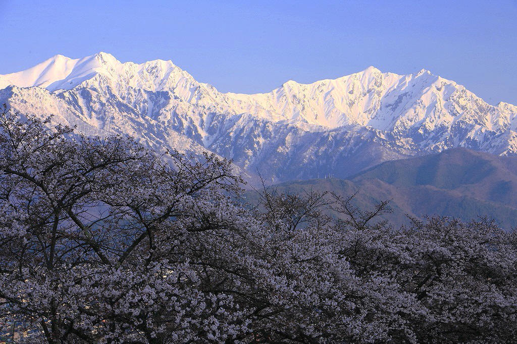 大町公園のさくら（長野）_a0188405_18575731.jpg