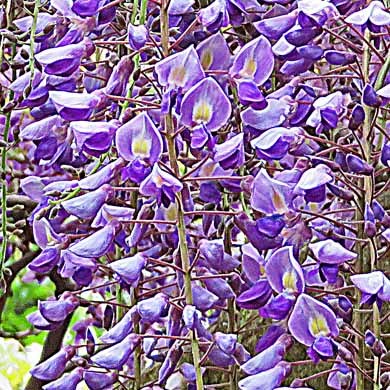 ヤマフジの花 樹木見て歩き ヤマフジの花 樹木見て歩き
