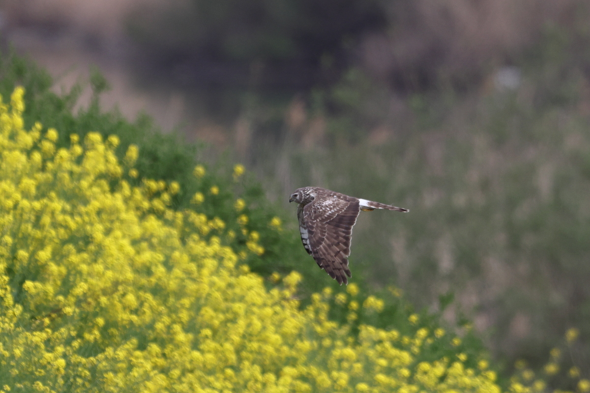 ハイイロチュウヒ メス 菜の花と_f0369315_23095956.jpg