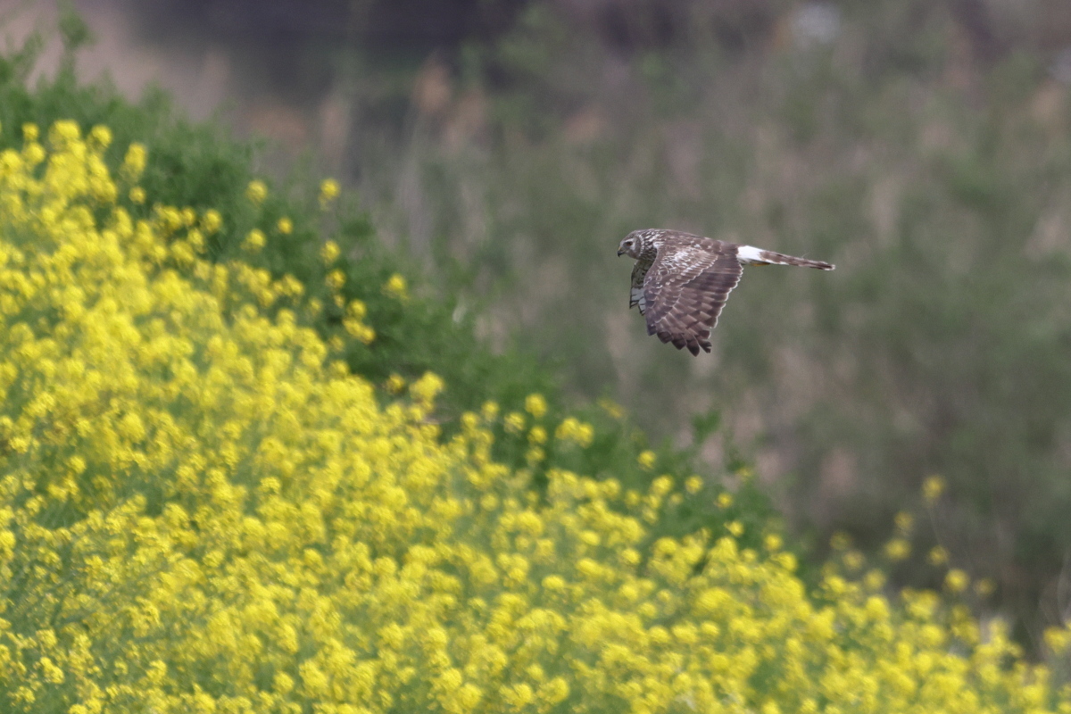 ハイイロチュウヒ メス 菜の花と_f0369315_23095972.jpg