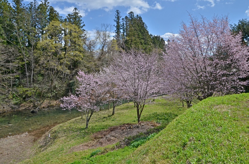 花山ダム湖畔の桜が満開_e0349817_21315059.jpg