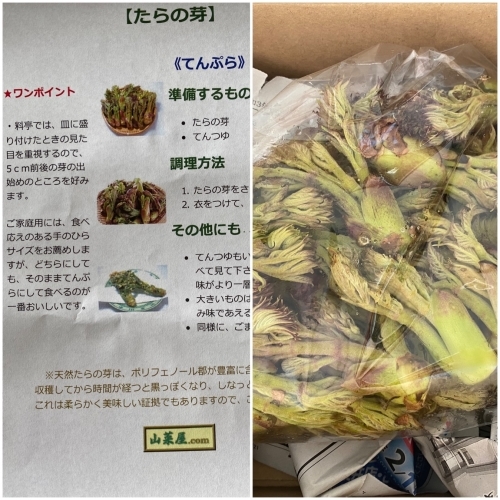 春の味覚 タラの芽 の天ぷら アキタンの年金 株主生活 毎月旅日記