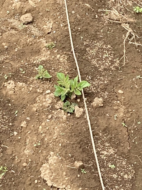芽が出た!芽が出た! 農業体験教室_d0348118_16462572.jpeg