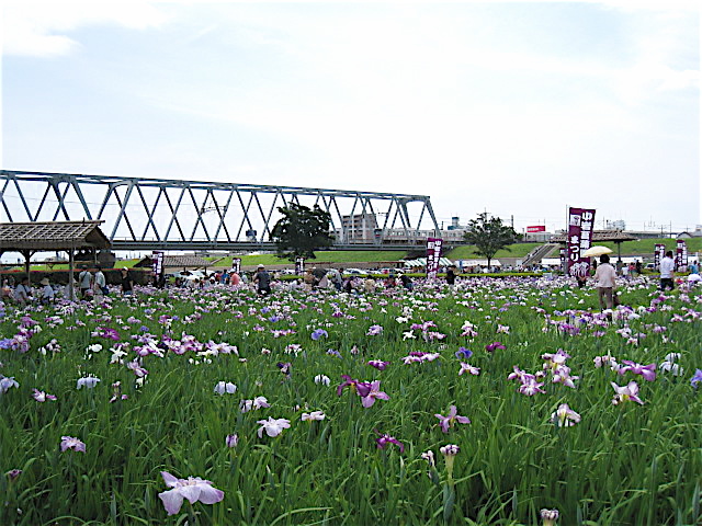 小岩菖蒲園と水元公園 Welcome To Koro S Garden