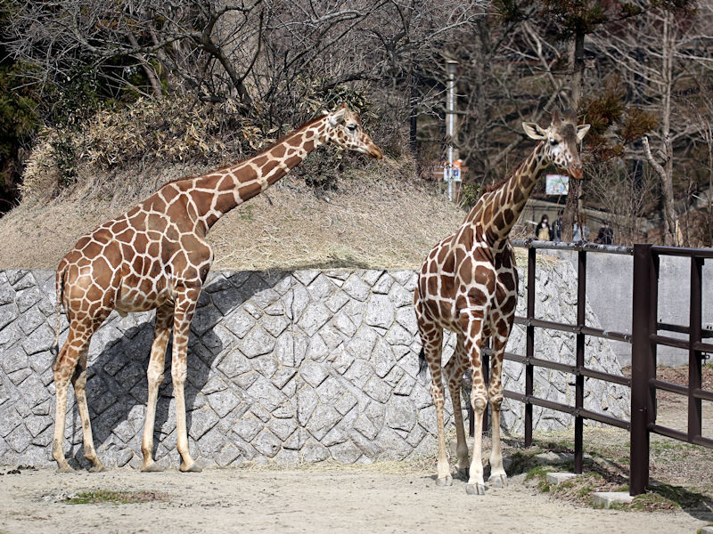 キリンのケイタ : 動物園放浪記