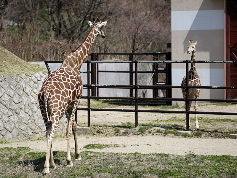 キリンのケイタ : 動物園放浪記
