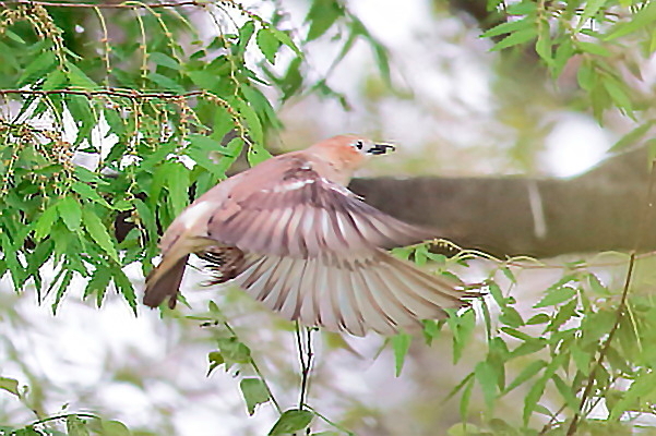 コムクドリ、初見、初撮り（飛翔編）_e0413627_17231899.jpg