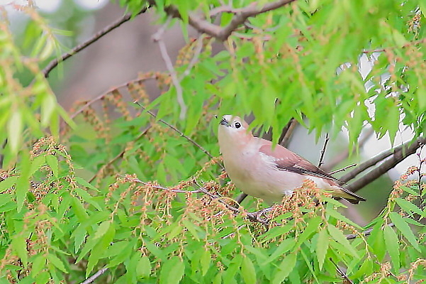 コムクドリ、初見、初撮り(枝止まり編)_e0413627_17263579.jpg