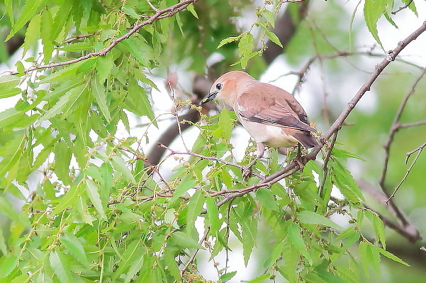 コムクドリ、初見、初撮り(枝止まり編)_e0413627_17270039.jpg