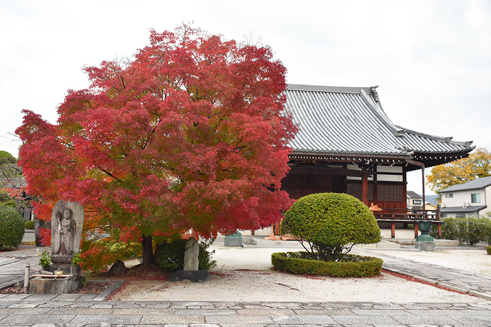 織田信長が眠る京都・阿弥陀寺。_e0158128_15571444.jpg
