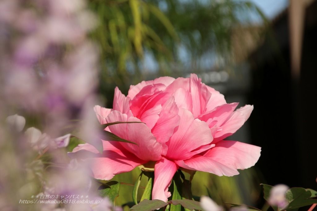 藤の花 牡丹の花 松の新芽 花札を思い出した 自然のキャンバス 藤の花 牡丹の花 松の新芽 花札を思い出した 自然のキャンバス