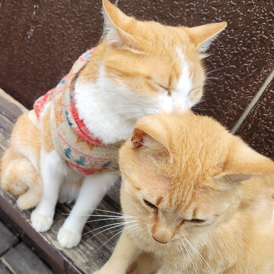 リンダです~_e0145441_22371634.jpg