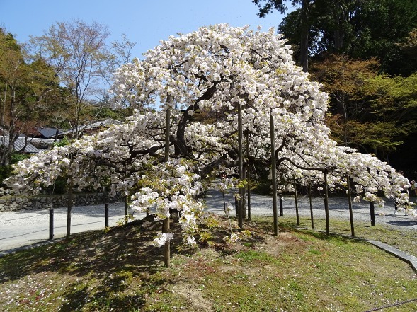 大原野神社・幻の桜「千眼桜」_b0299042_19294500.jpg