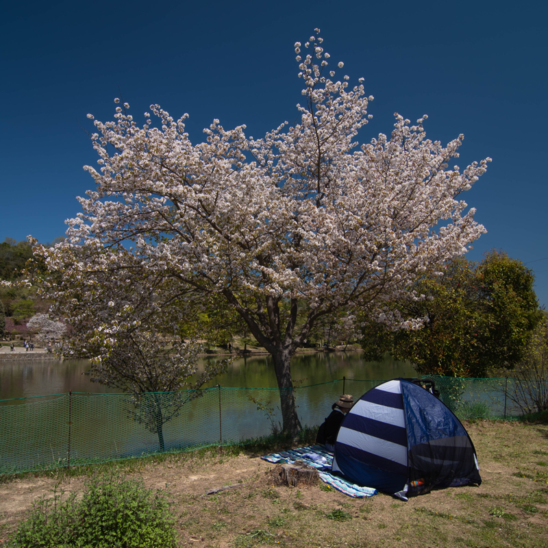 平和な休日の原色の世界つづき_a0396348_17415978.jpg