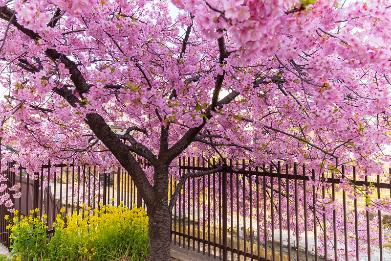 2021桜咲く京都 河津桜の並木道（淀水路）_f0155048_00124680.jpg