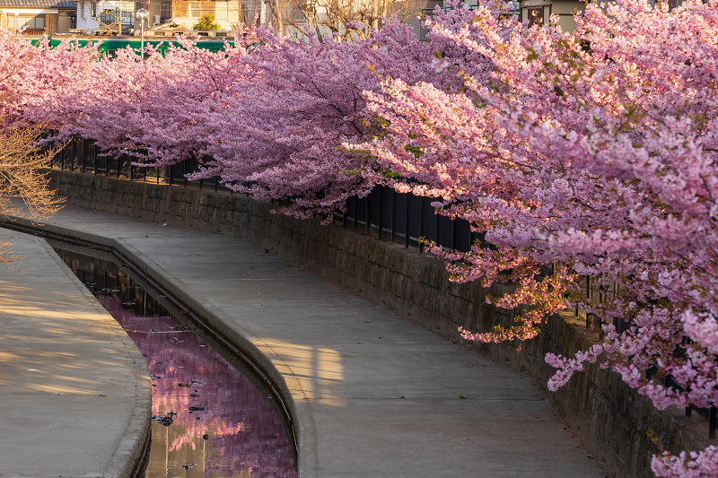 2021桜咲く京都 河津桜の並木道（淀水路）_f0155048_00132569.jpg
