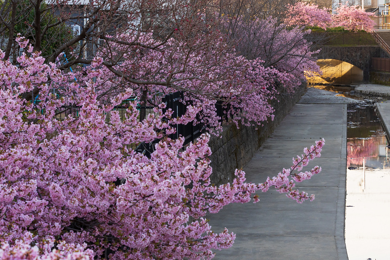 2021桜咲く京都 河津桜の並木道（淀水路）_f0155048_00142419.jpg