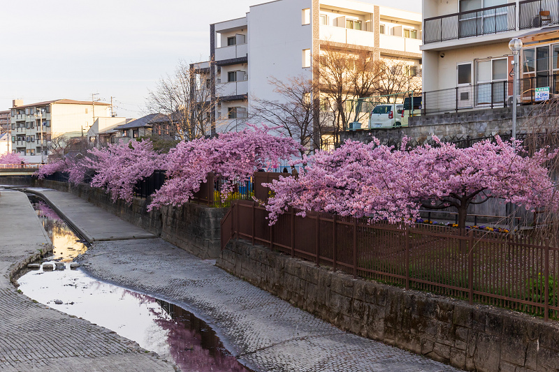 2021桜咲く京都 河津桜の並木道（淀水路）_f0155048_00143002.jpg