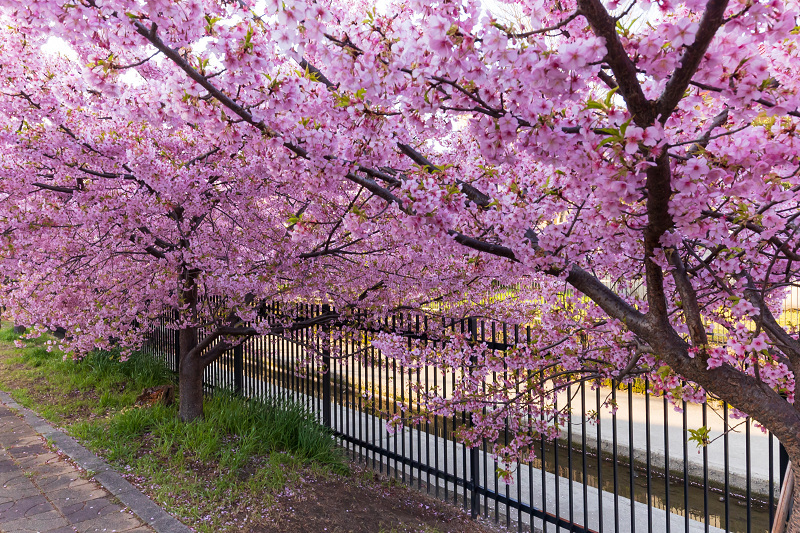 2021桜咲く京都 河津桜の並木道（淀水路）_f0155048_00160746.jpg