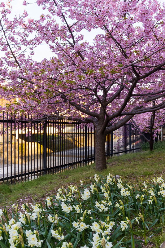 2021桜咲く京都 河津桜の並木道（淀水路）_f0155048_00162561.jpg